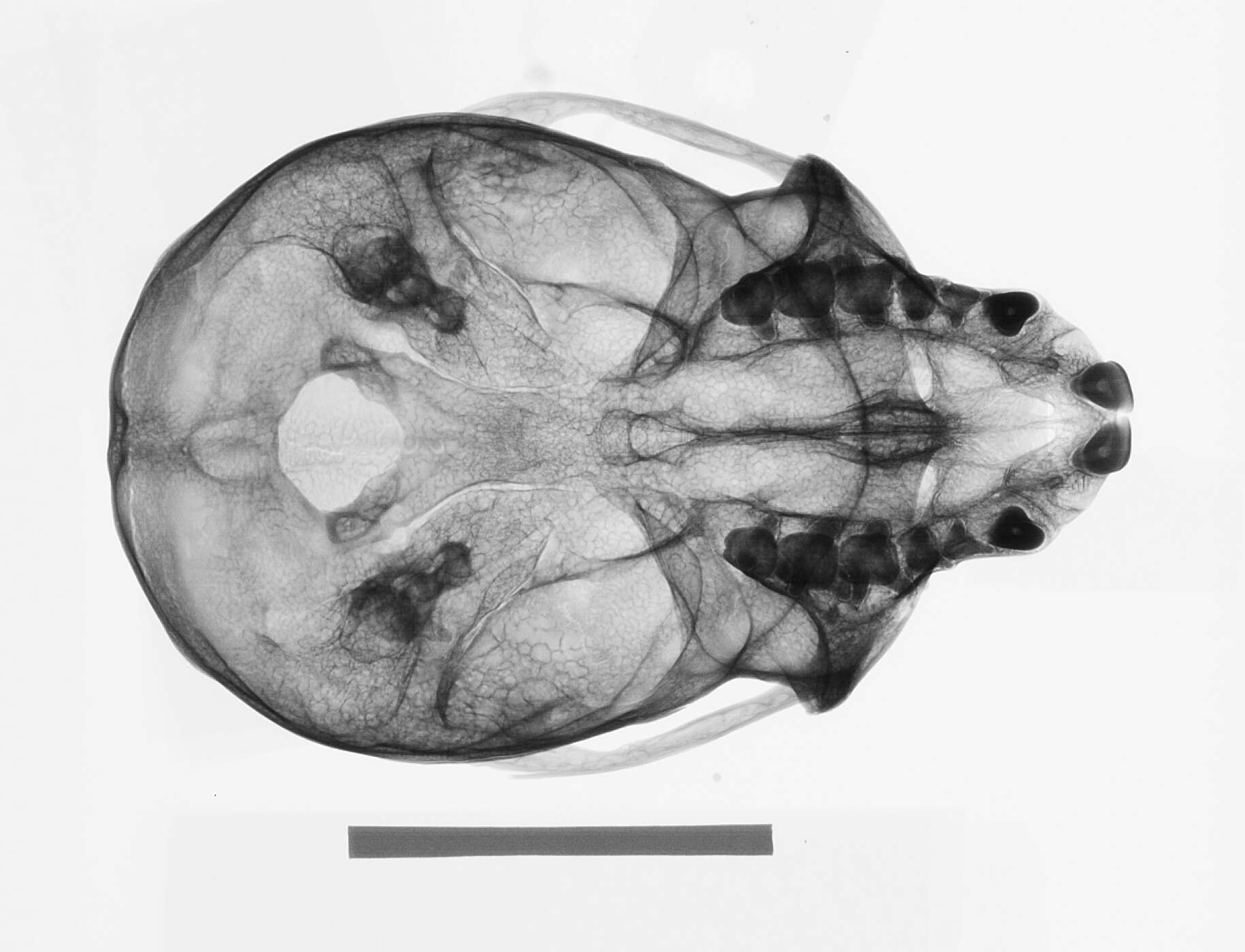 صورة Cercopithecus nictitans martini Waterhouse 1838