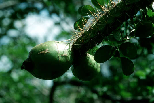 Image of Pereskia quisqueyana Alain