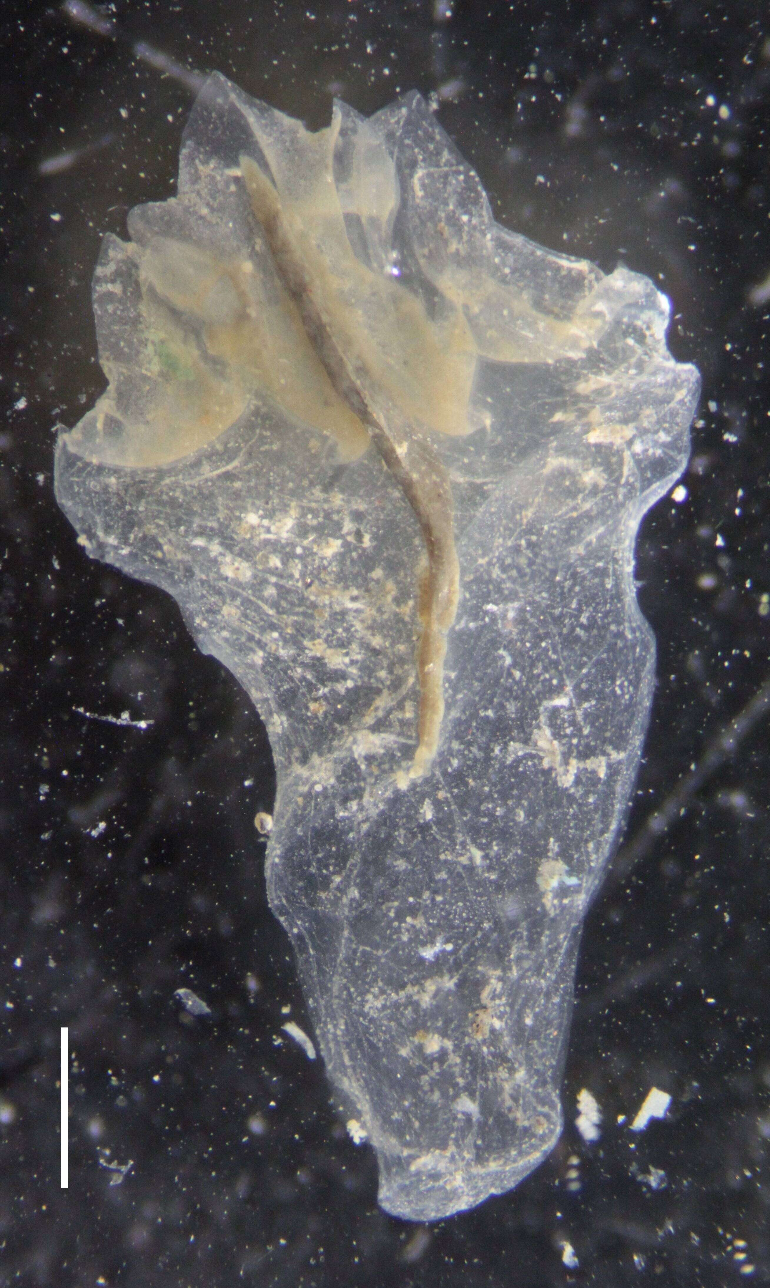 Image of Nanomia bijuga (Delle Chiaje 1844)