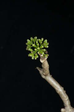 Image of Ageratina crassiramea (B. L. Rob.) R. King & H. Rob.