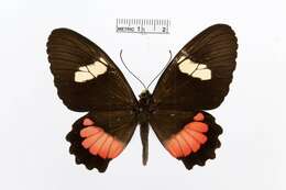 صورة Parides panares (Gray (1853))