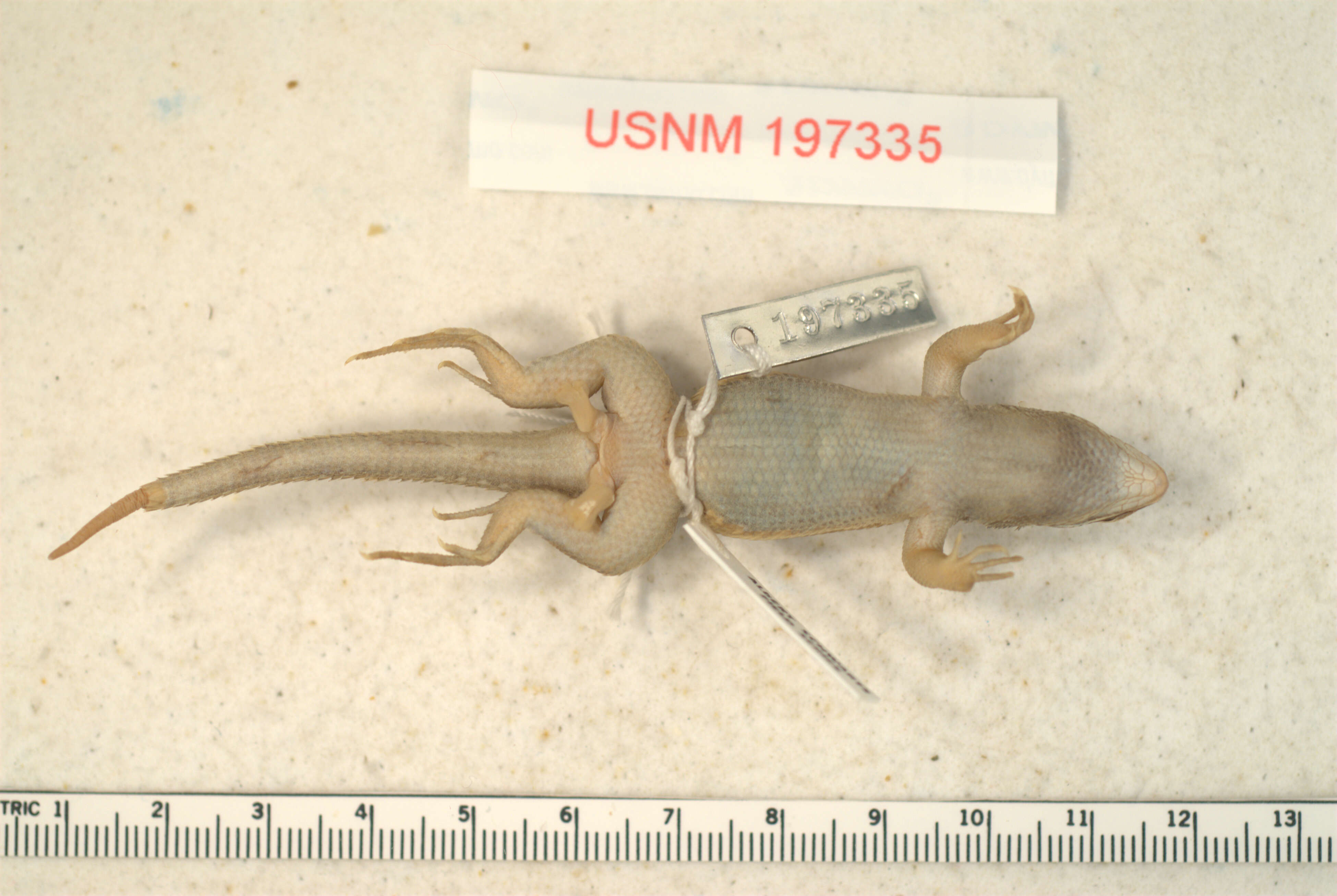 Image of Leiocephalus pratensis chimarus Schwartz 1979