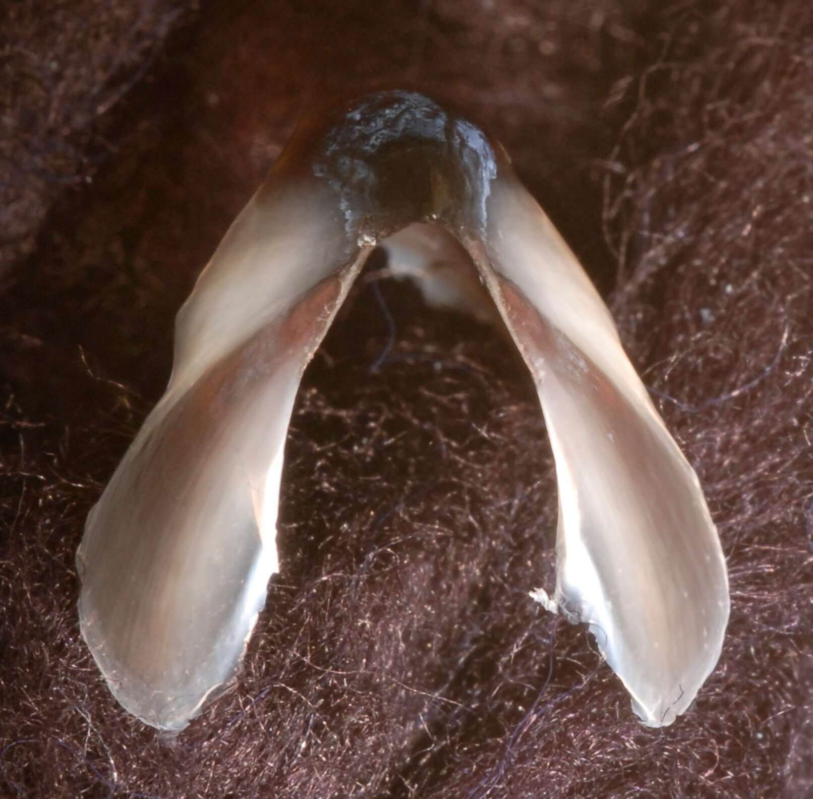 Image of Grimpoteuthis boylei Collins 2003