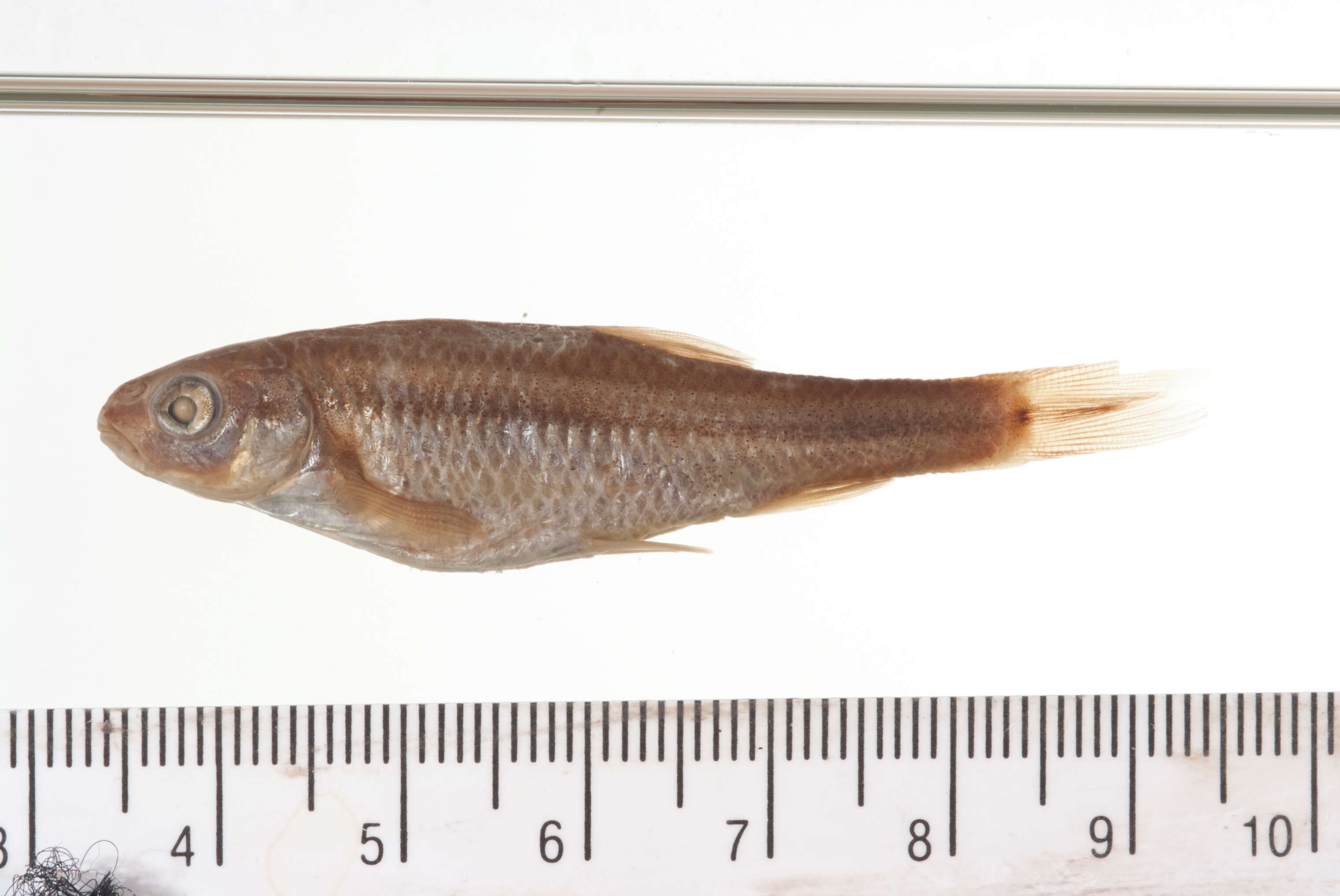 Image of Roundnose minnow