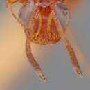 Image of Arachnophaga ferruginea Gahan 1943