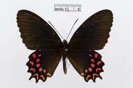 Image of Parides photinus (Doubleday 1844)