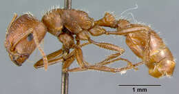 Image of California Harvester Ant