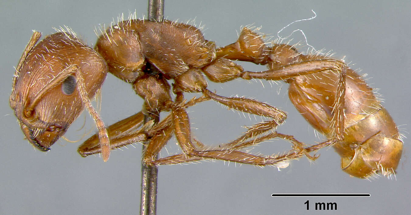 Pogonomyrmex californicus (Buckley 1867)的圖片