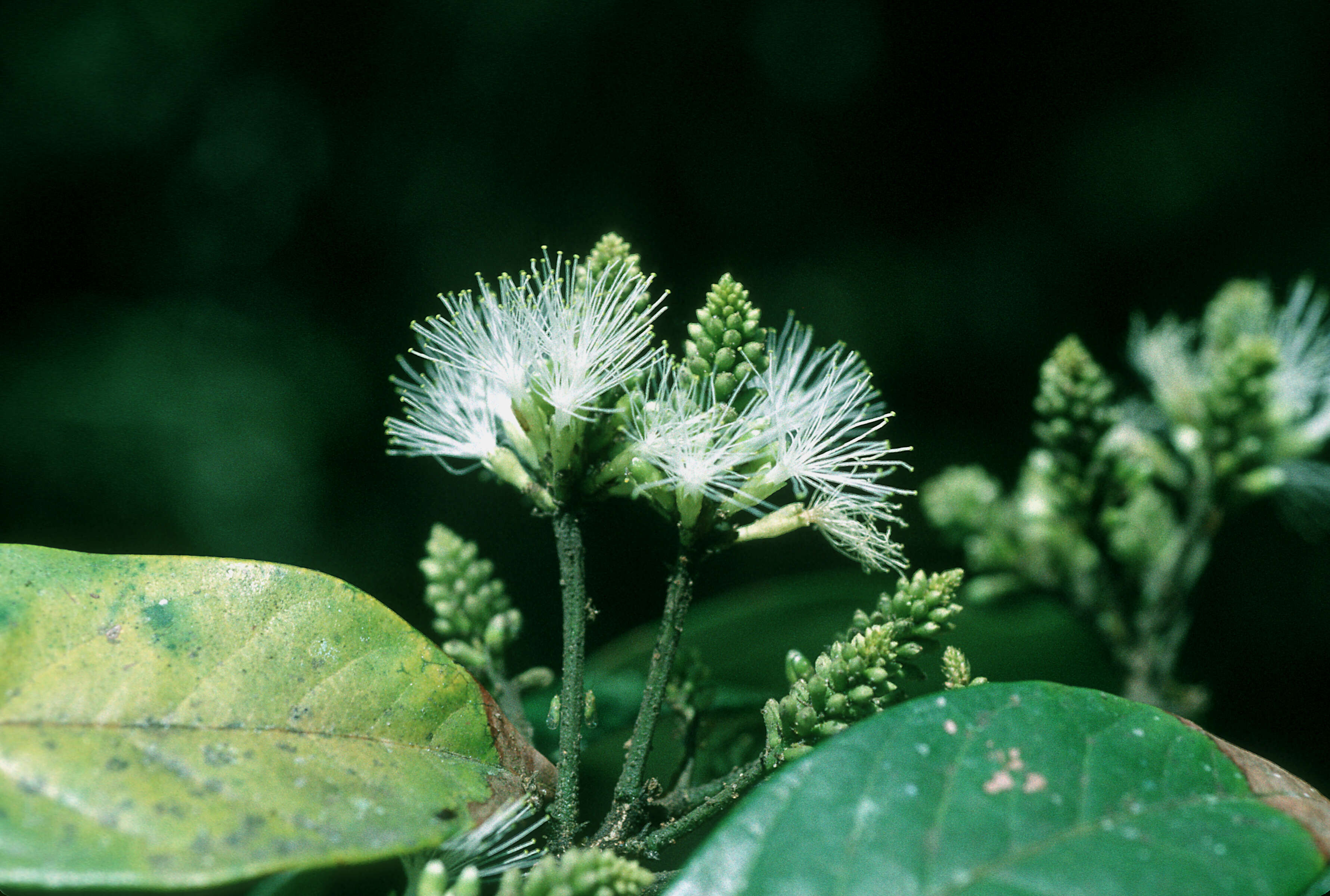 Image of sacky sac bean