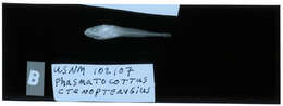 Image of Phasmatocottus ctenopterygius Bolin 1936