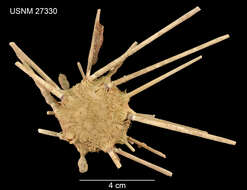 Image of Stereocidaris leucacantha A. Agassiz & H. L. Clark 1907