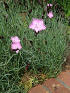 صورة Dianthus gratianopolitanus Vill.