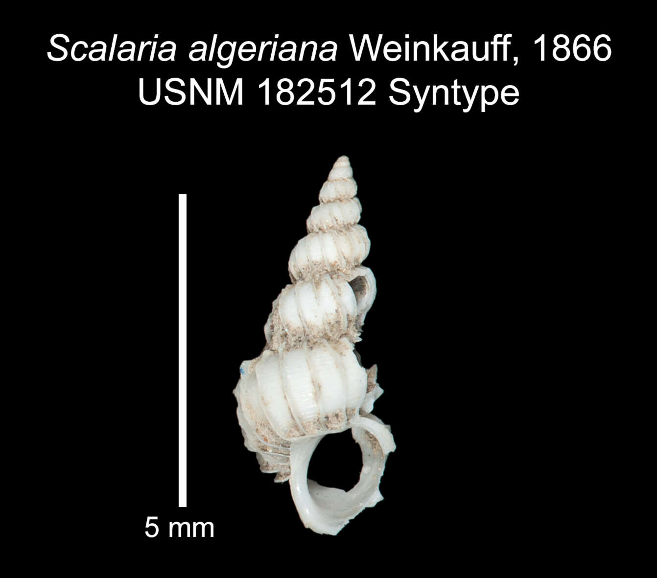Image of Scalaria algeriana Weinkauff 1866