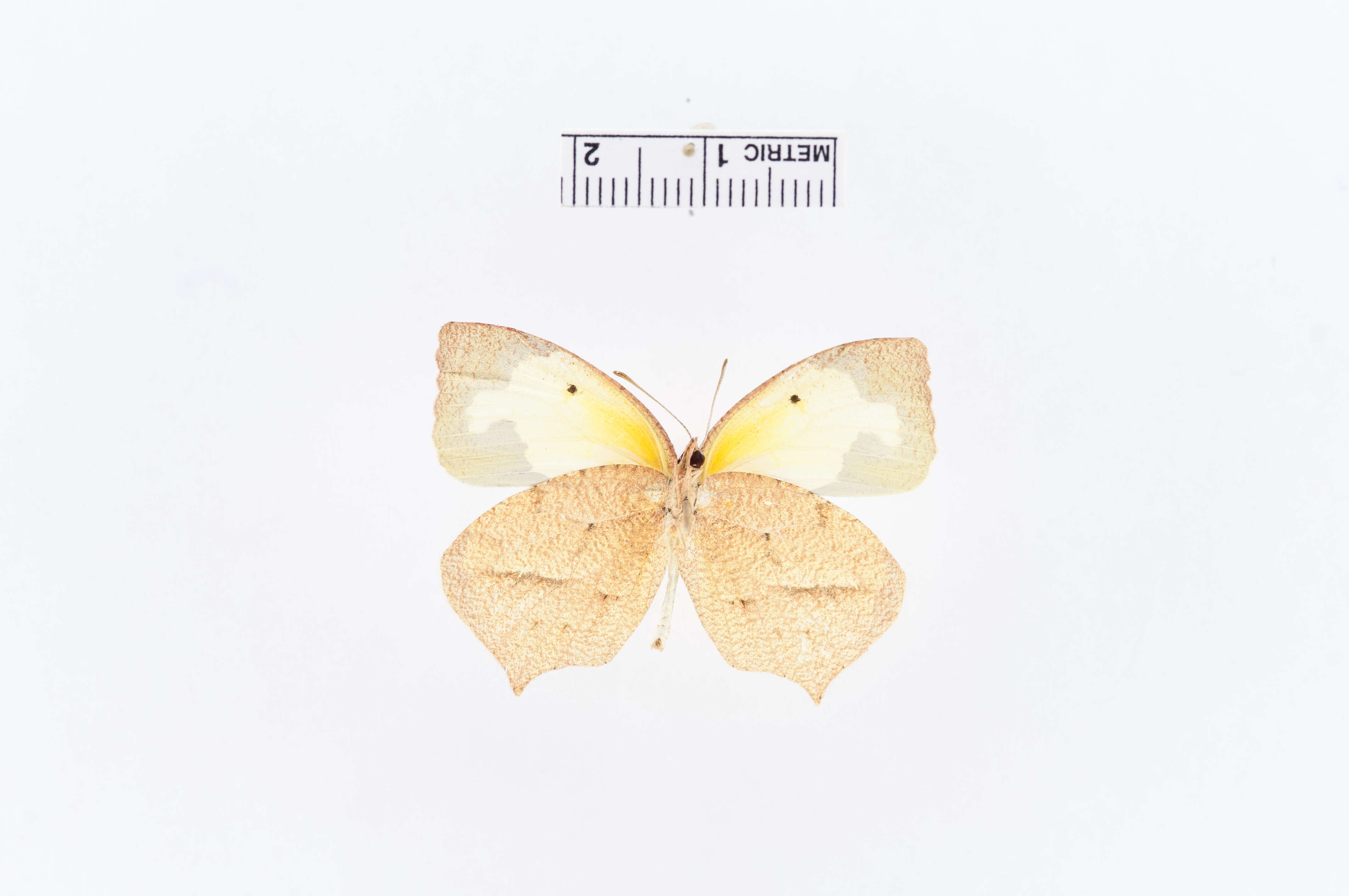 Image of Mexican Yellow