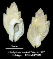 Image of Lindapterys Petuch 1987