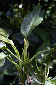 Image of dumbcane