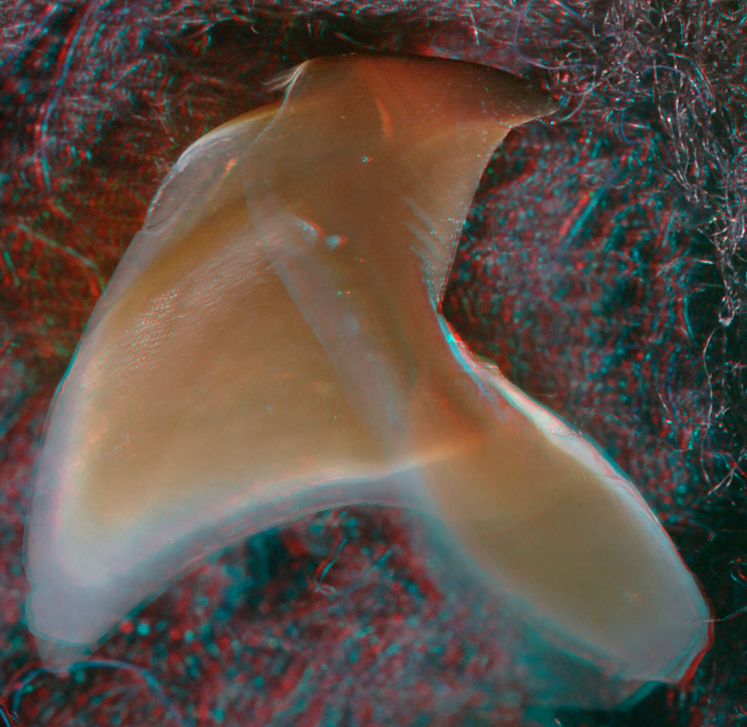 Image of Atlantic bird squid