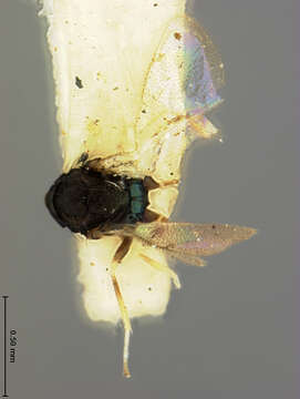 Image of Pediobius niger (Ashmead 1896)