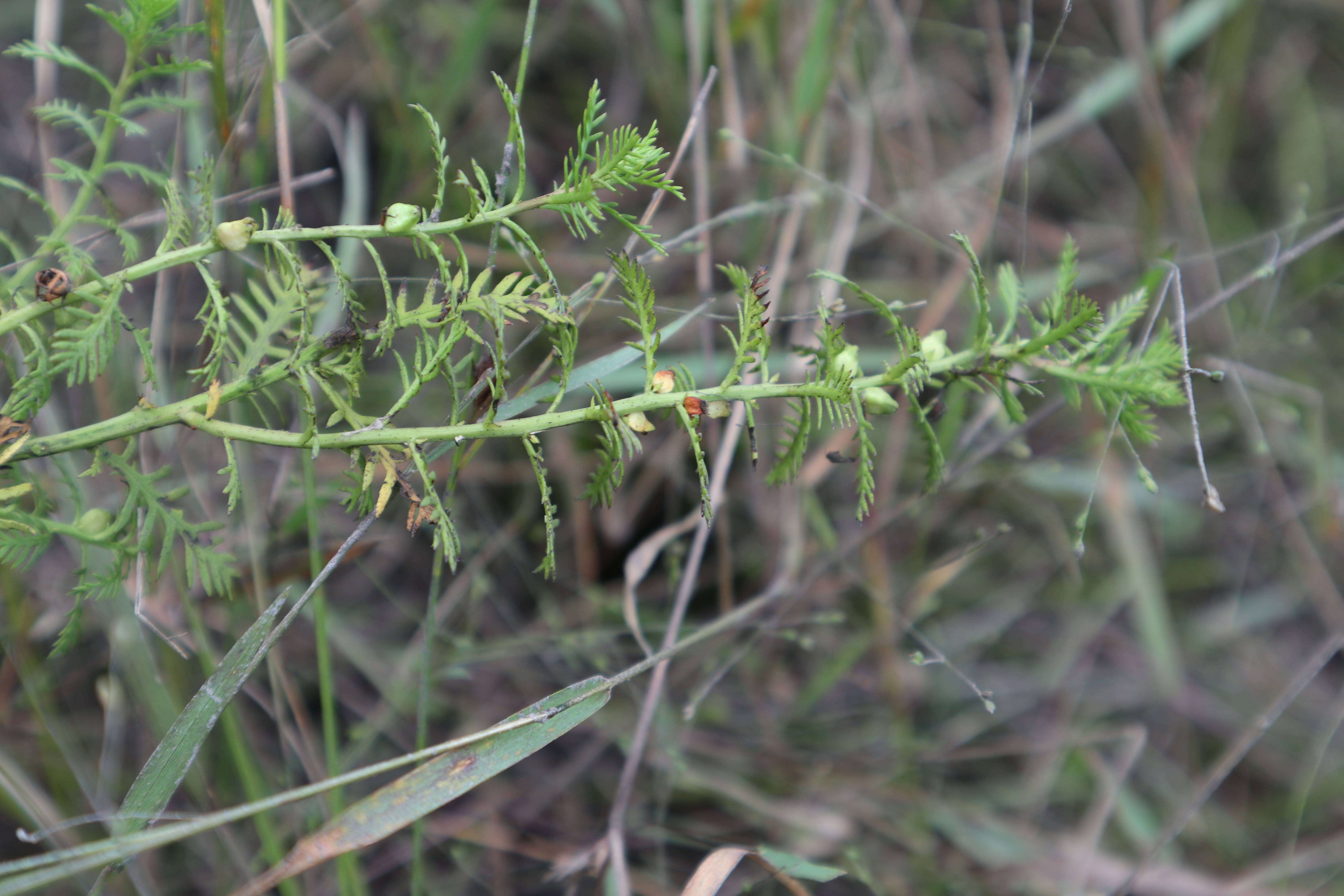 Proserpinaca pectinata Lam. resmi