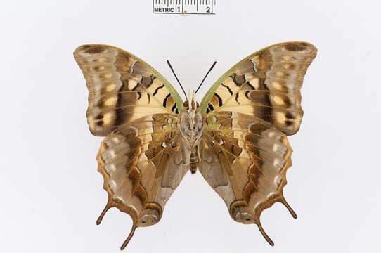 Charaxes antamboulou Lucas 1872的圖片