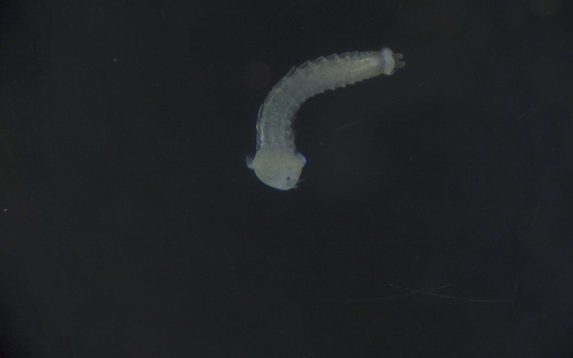 Image of Phyllodocida