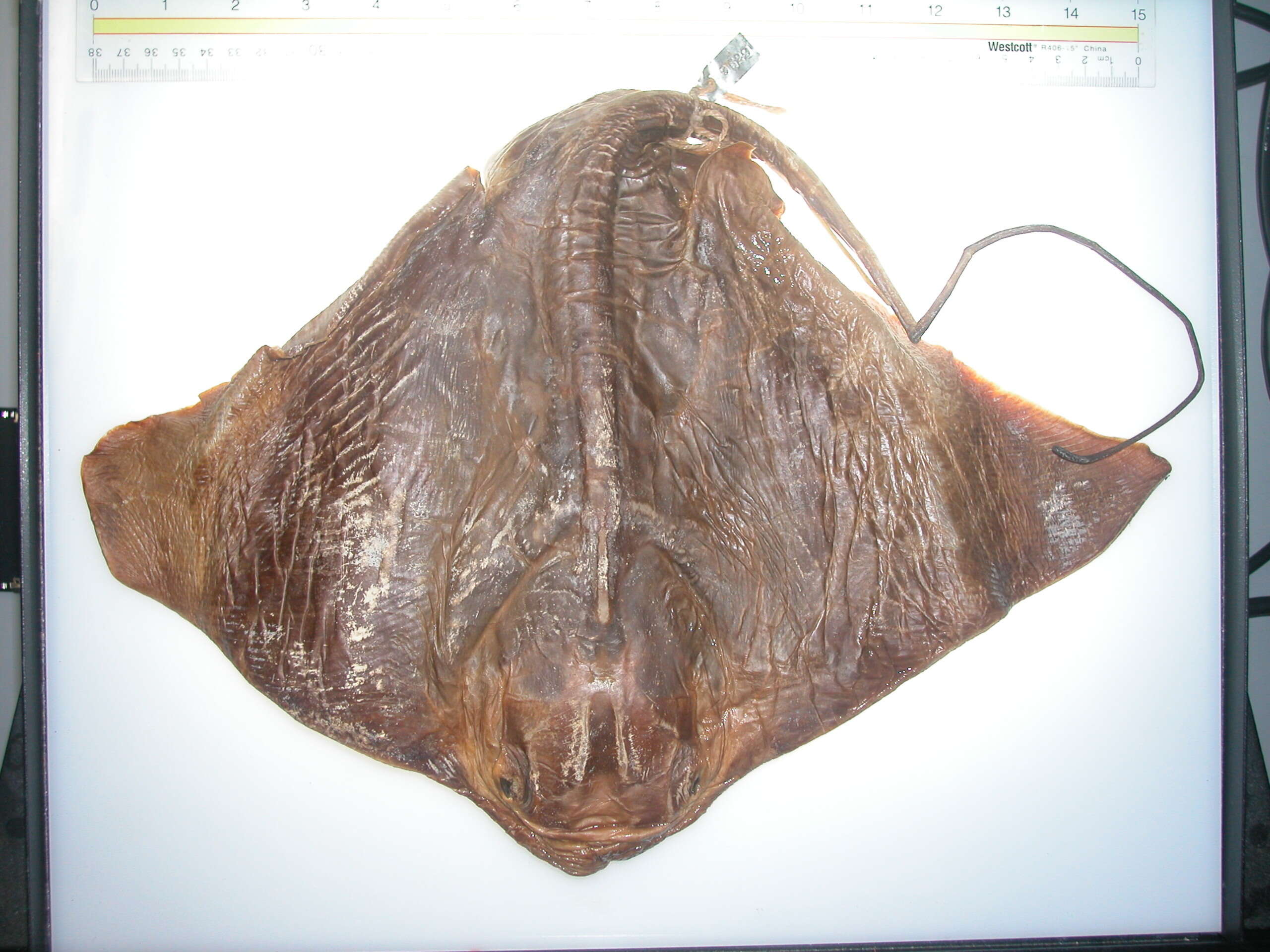 Image of Southern Eagle Ray