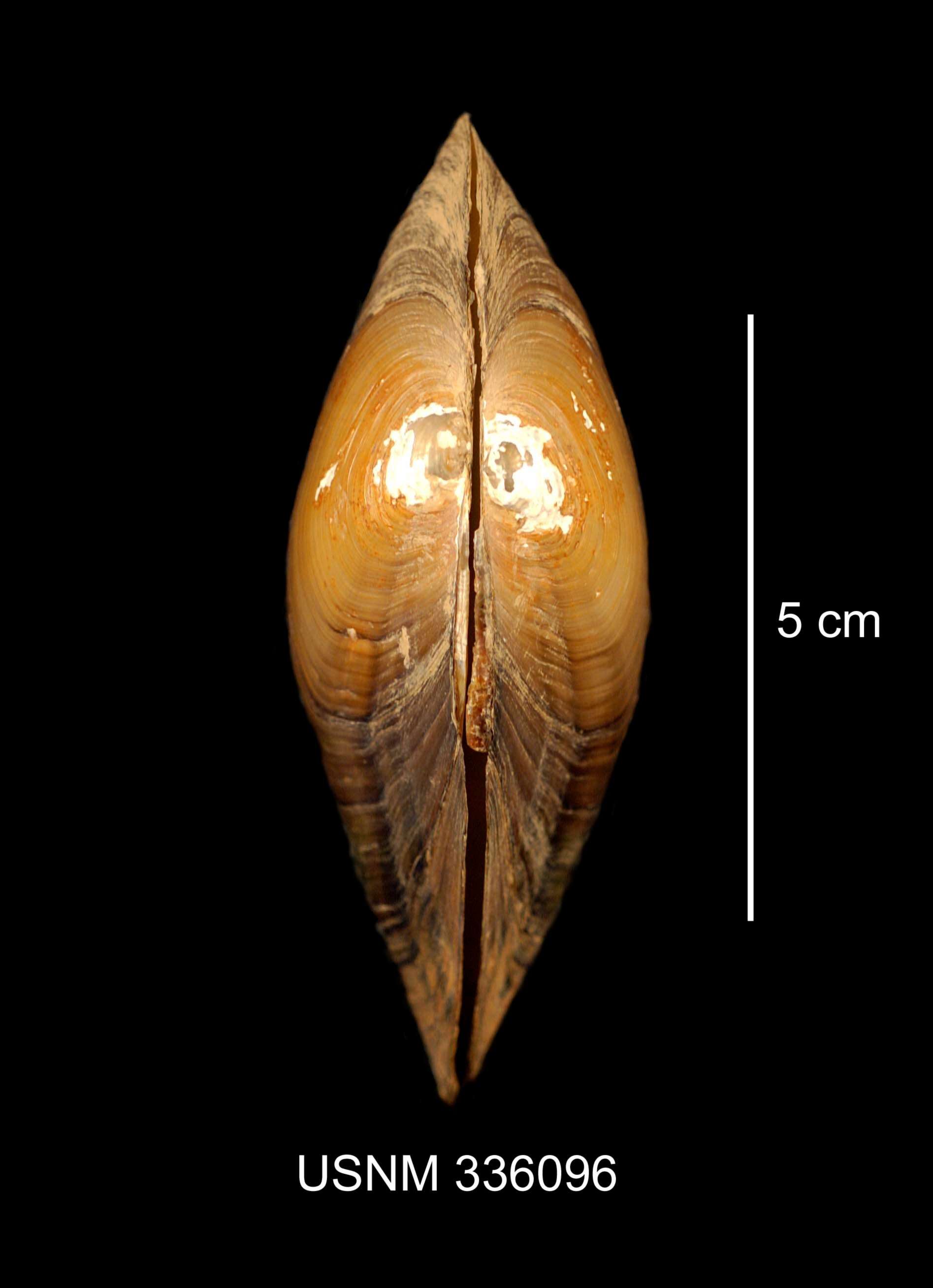 Image de Pyganodon cataracta (Say 1817)