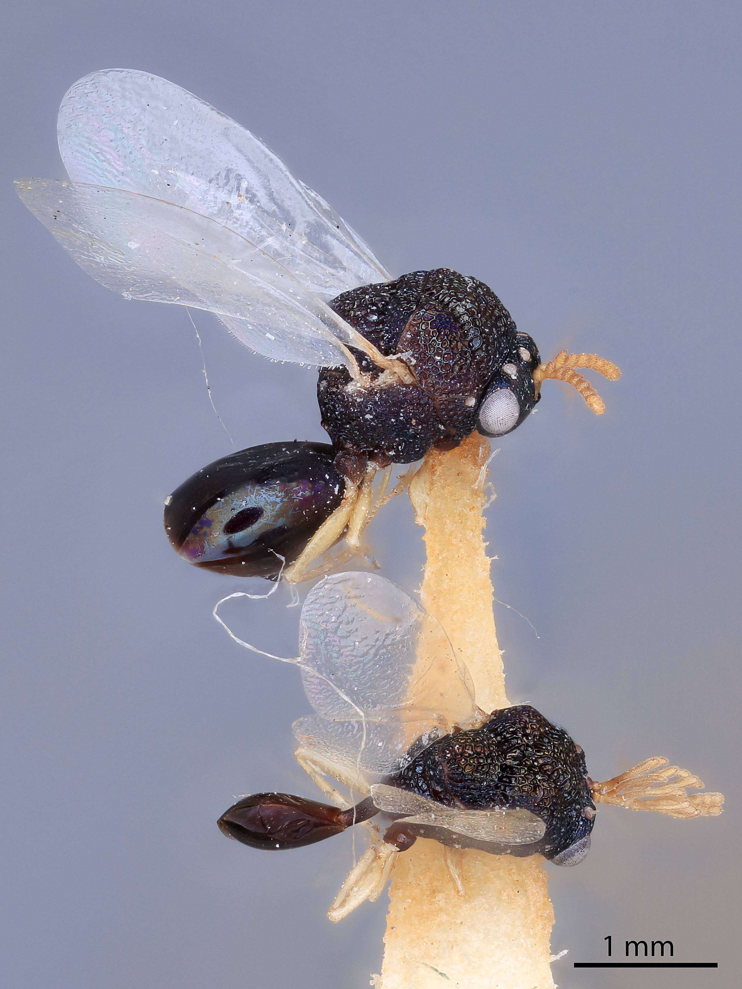 Image of Pseudochalcura condylus Heraty 1986