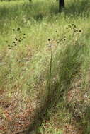 Imagem de Silphium compositum var. compositum