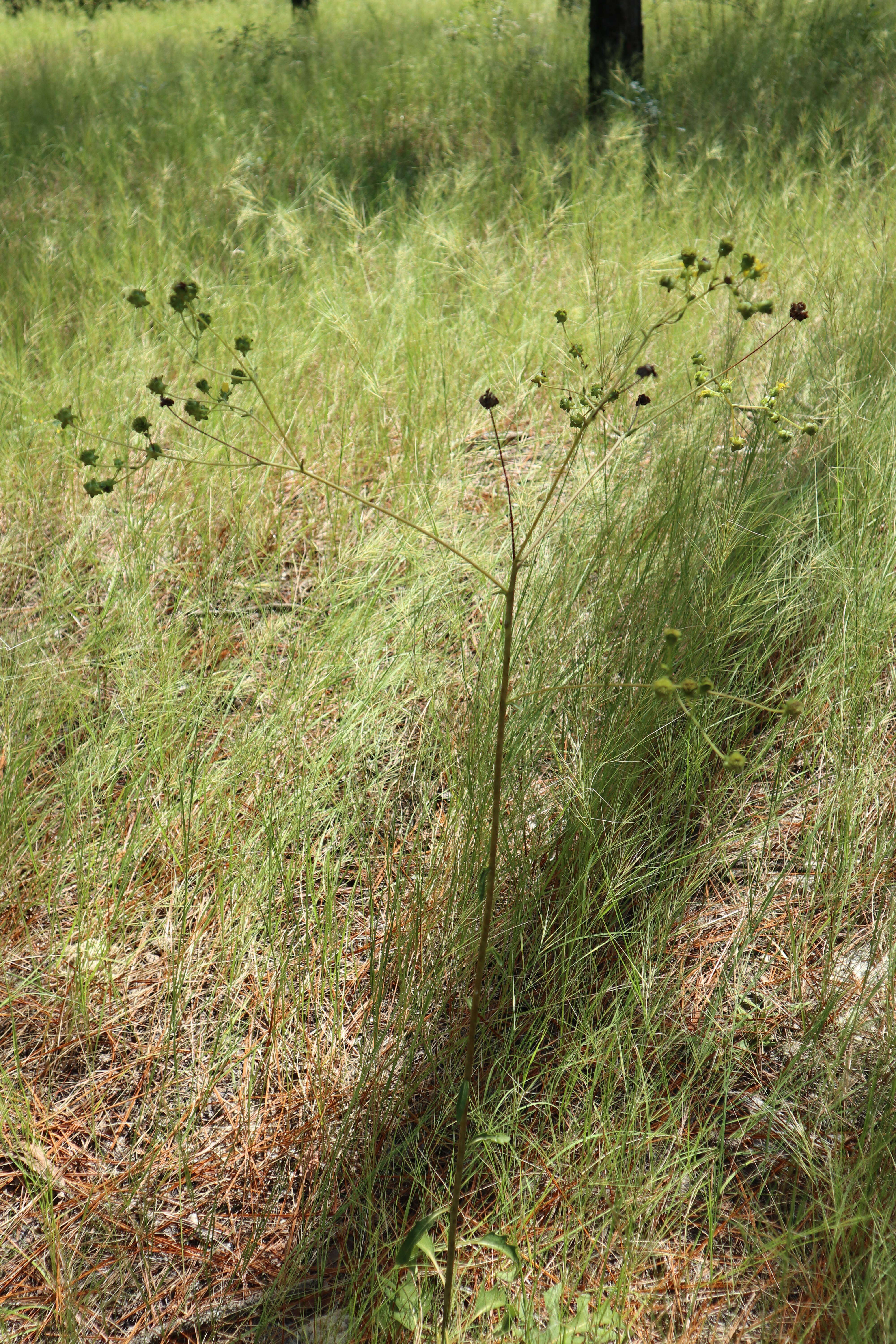 Image de Silphium compositum var. compositum