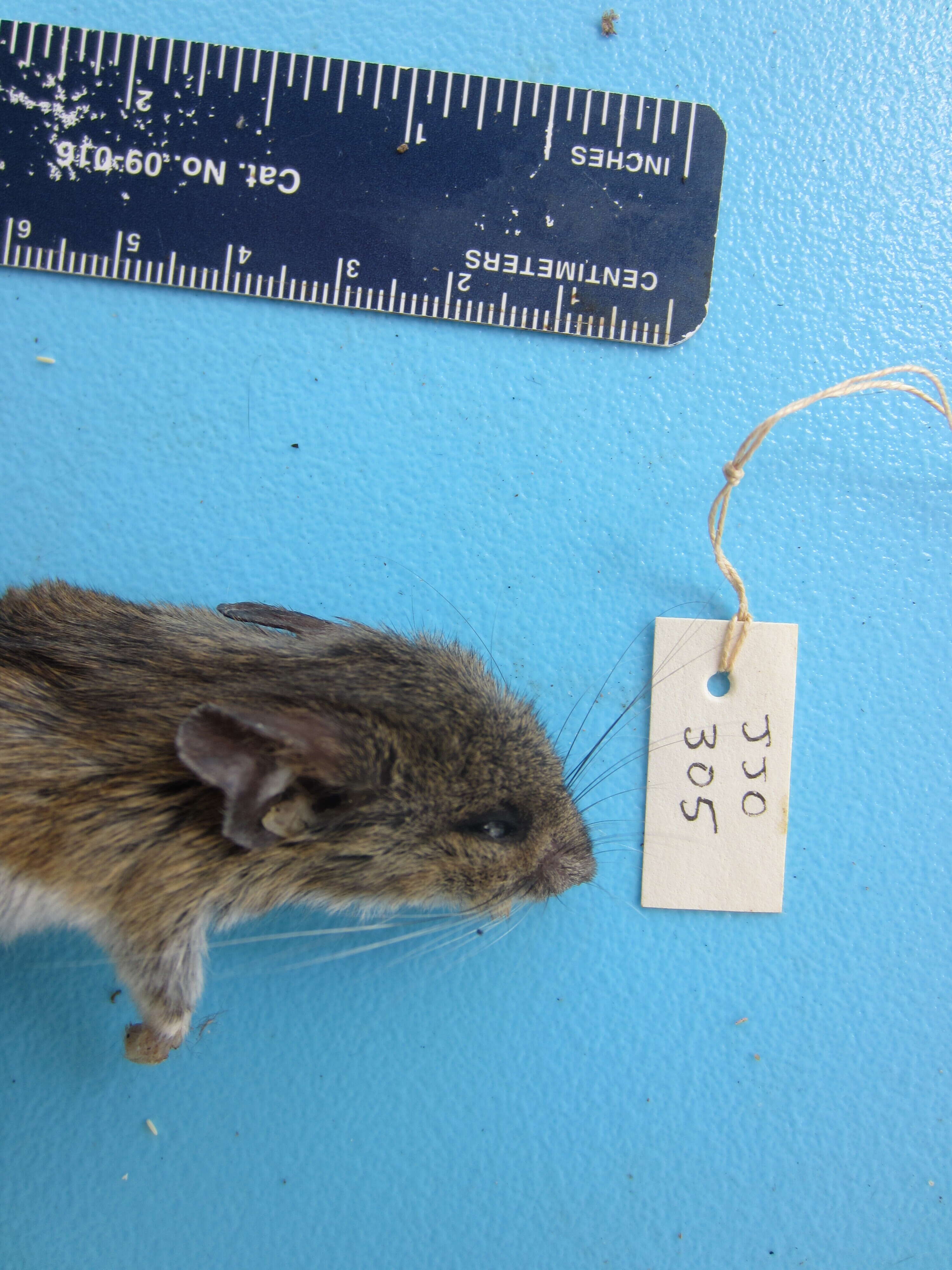 Image of White-footed Deermouse