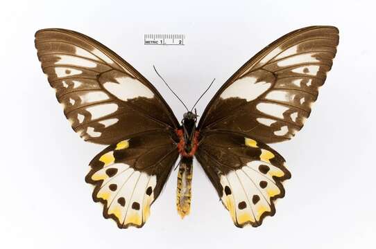 Sivun Ornithoptera priamus (Linnaeus 1758) kuva