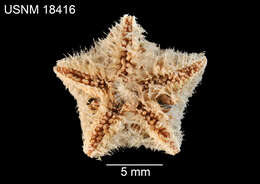 Pteraster acicula (Downey 1970) resmi