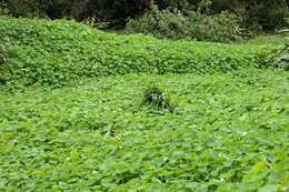 Image of Garden Nasturtium