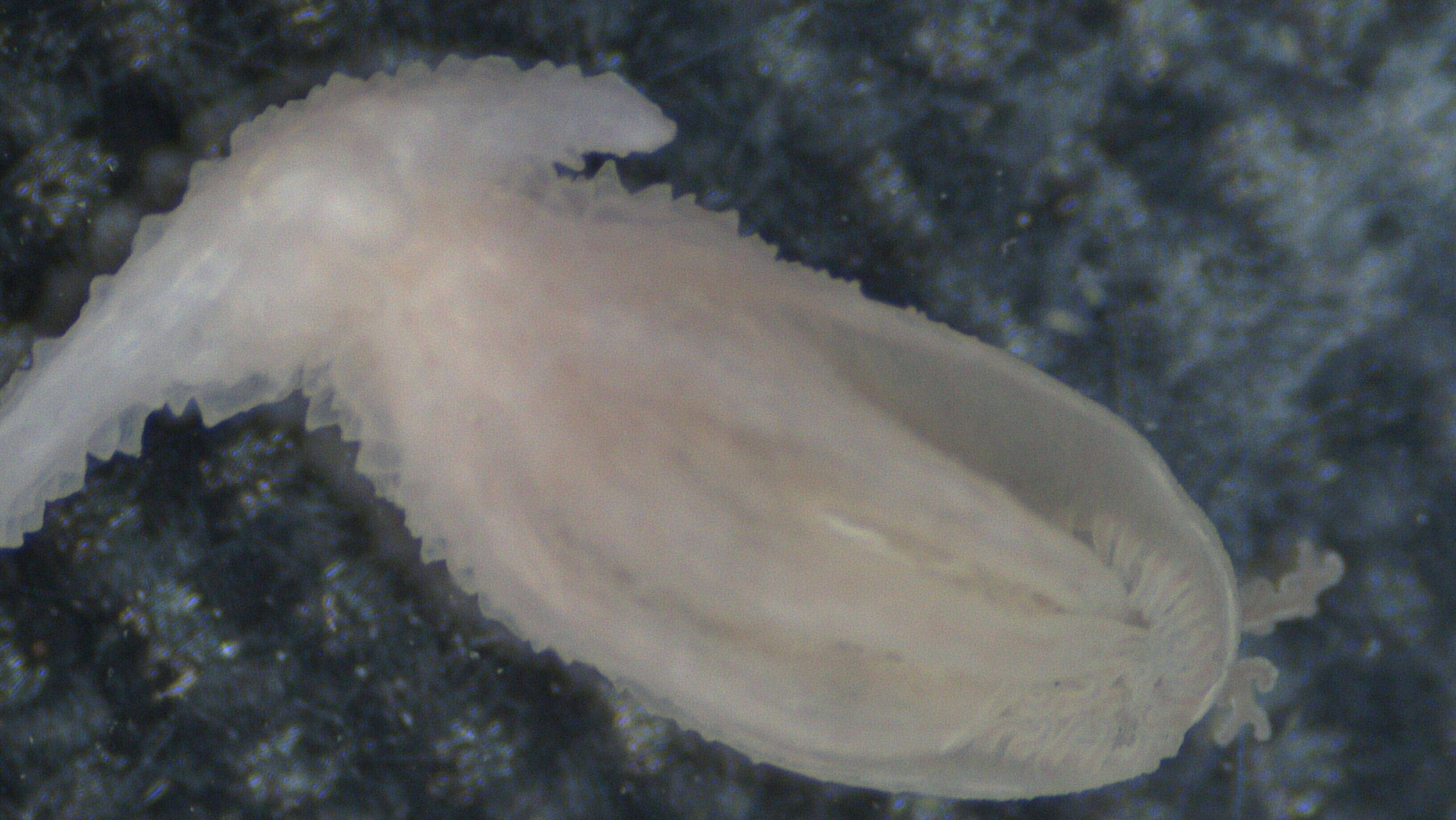 Image of Isididae