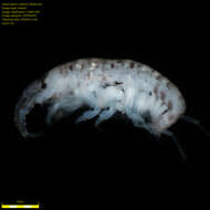 Image of Amphipoda