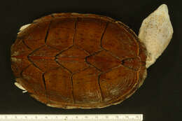Image of Keeled Musk Turtle