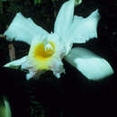 Plancia ëd Cattleya Lindl.