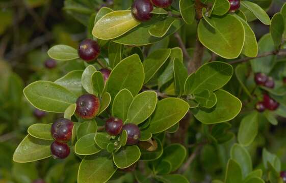 Image of Cordiera concolor (Cham.) Kuntze