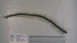 Image of Trissopathes Opresko 2003