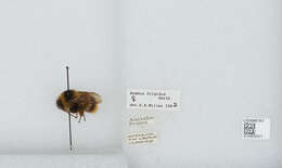 Image of Frigid Bumble Bee