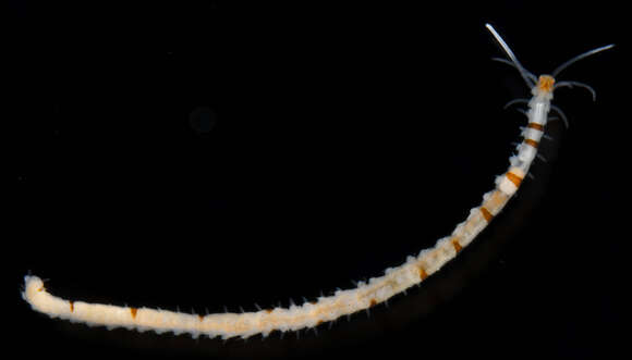 Image of red-white-and-blue worm