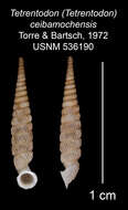 Image of Tetrentodon ceibamochensis C. de la Torre & Bartsch 1972