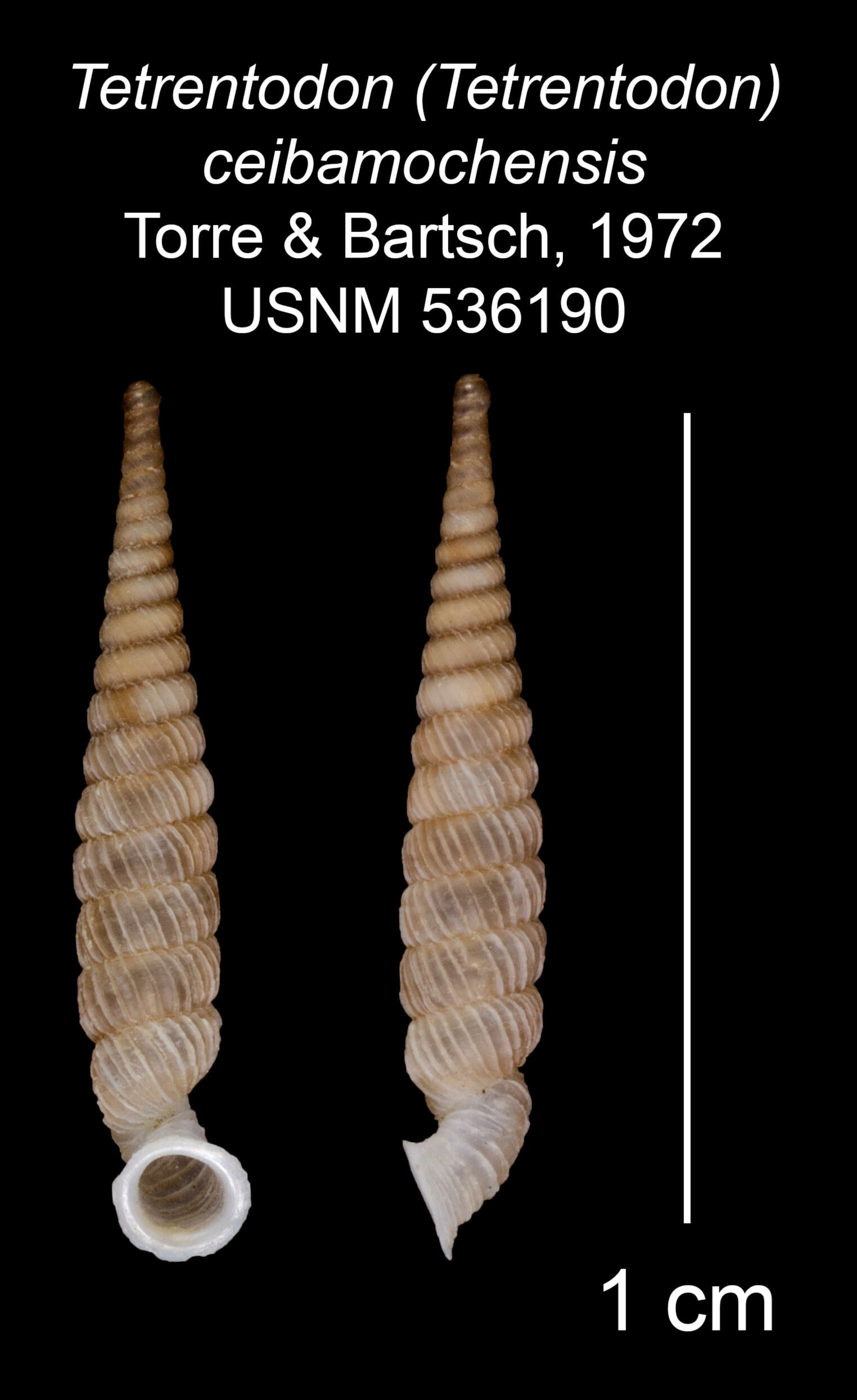 Image of Tetrentodon ceibamochensis C. de la Torre & Bartsch 1972