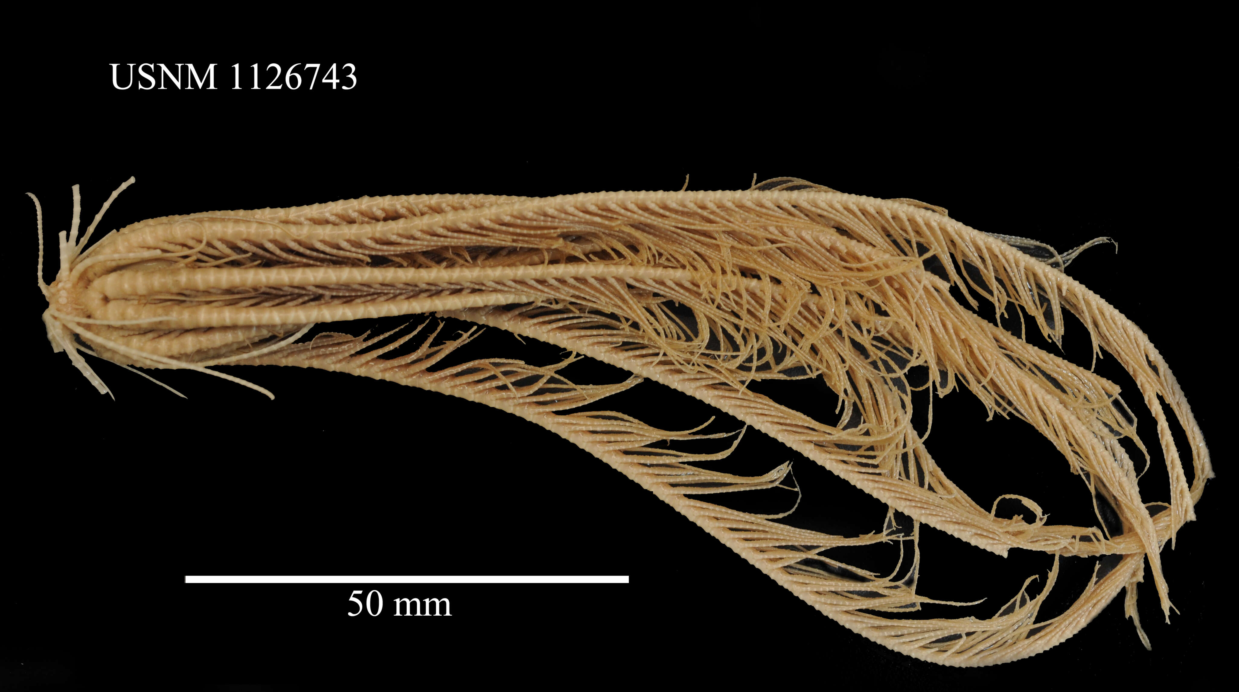 Image of Florometra asperrima (AH Clark 1907)