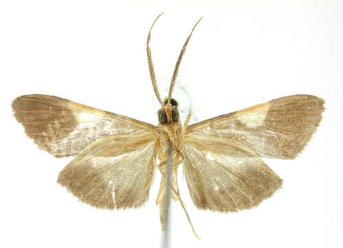 Aplogompha angusta Dyar 1915 resmi