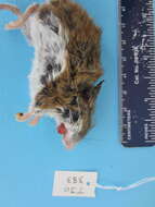 Image de Peromyscus maniculatus (Wagner 1845)