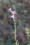 Слика од Liatris elegantula (E. Greene) Schumann