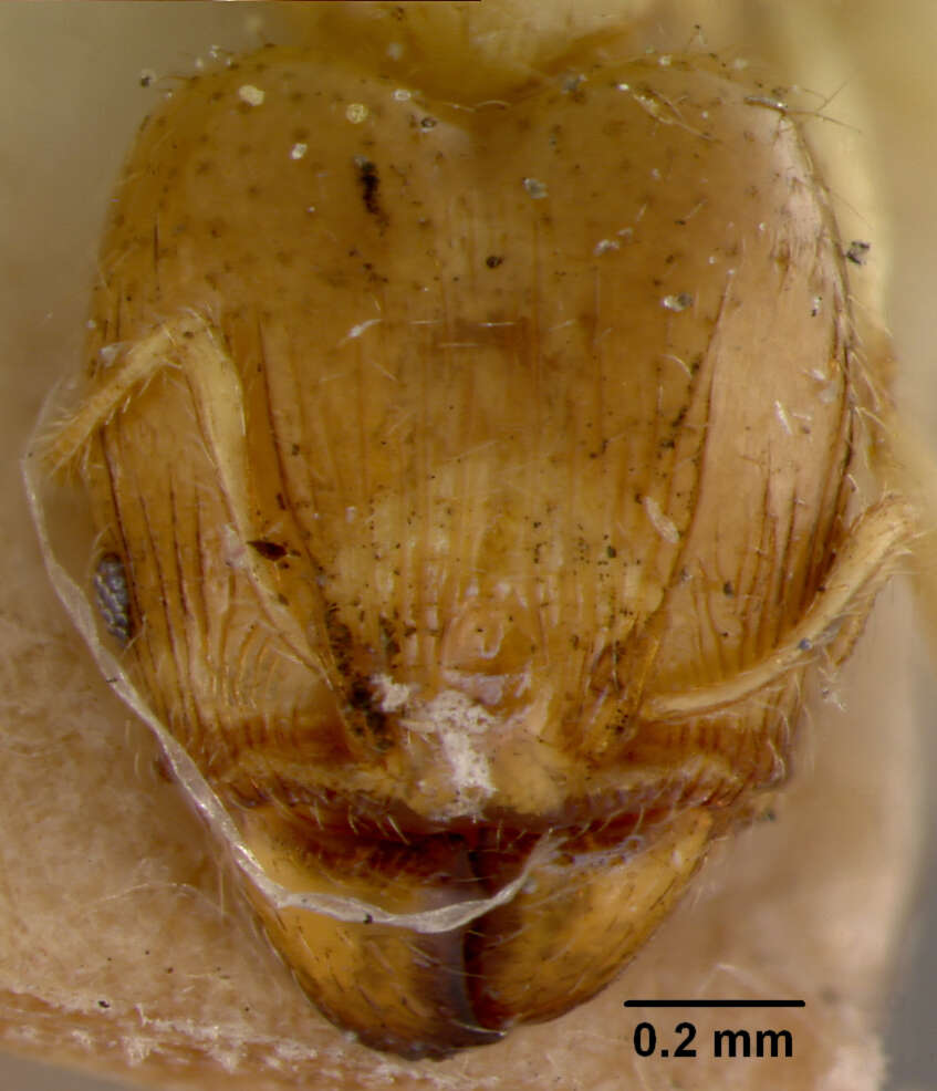 Image de Pheidole terresi illota Wheeler & Mann 1914