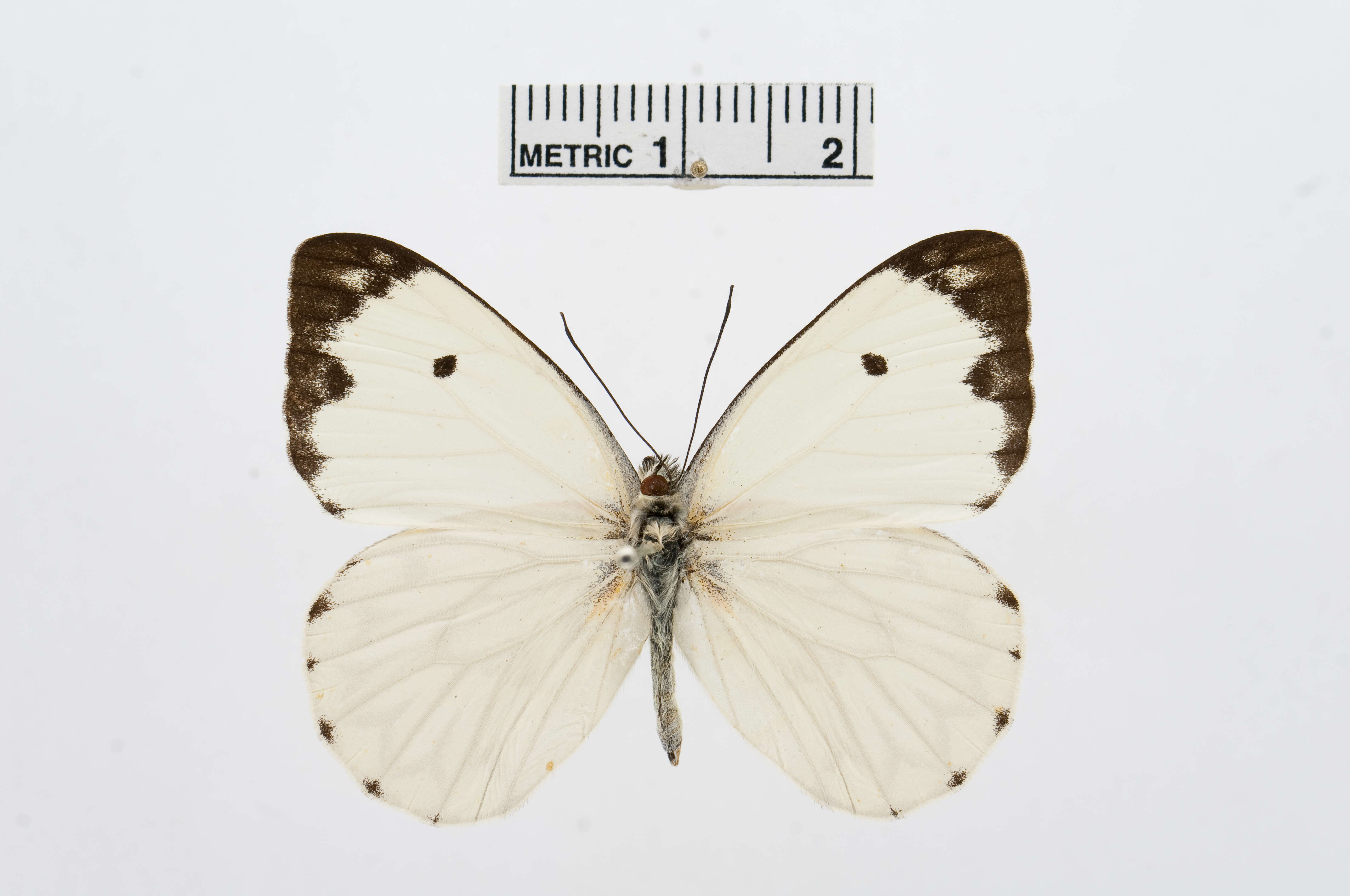 Image of Belenois victoria Dixey 1915